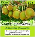 PLANTES DE KIWI "JENNY", autogames, en pot, 7,5€pp, Jardin & Terrasse, Plantes | Jardin, Plein soleil, Printemps, Enlèvement ou Envoi