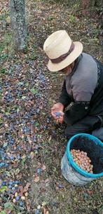 Eau-de-vie de prunes, préparation artisanale, Enlèvement