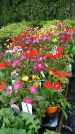 TUINGEBERA    BLOEI    HEEL  DE ZOMER, Tuin en Terras, Planten | Tuinplanten, Ophalen, Bodembedekkers, Volle zon, Vaste plant