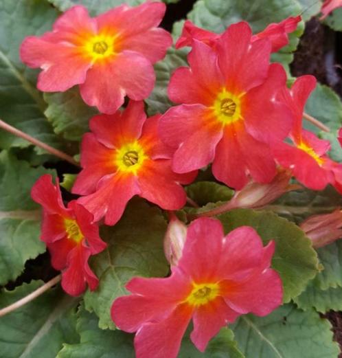 Primula 'Wanda Tomato Red', Jardin & Terrasse, Plantes | Jardin, Enlèvement ou Envoi