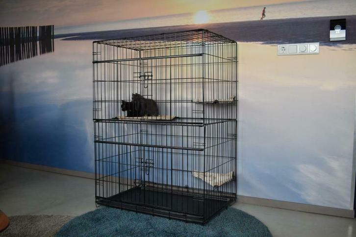 Cage chat 131 cm cage chaton cage chat extérieur cage chat, Animaux & Accessoires, Accessoires pour chats, Neuf, Envoi