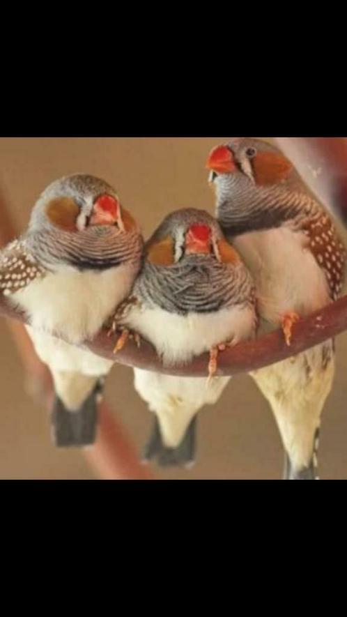 Mandarijnen voor baby's en volwassenen te koop, Dieren en Toebehoren, Vogels | Overige Vogels, Meerdere dieren
