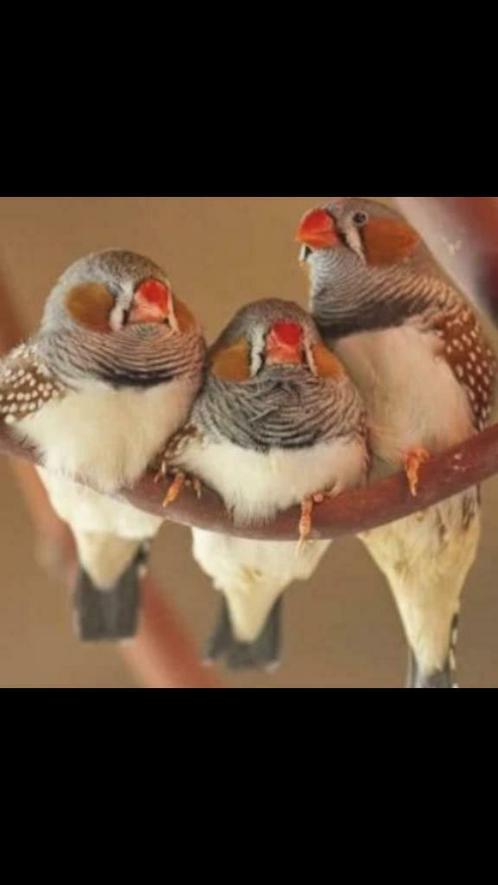 Mandarins bébé et adultes à vendre, Animaux & Accessoires, Oiseaux | Oiseaux Autre, Plusieurs animaux