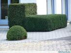 Taxus, Tuin en Terras, Planten | Bomen, In pot, Ophalen of Verzenden