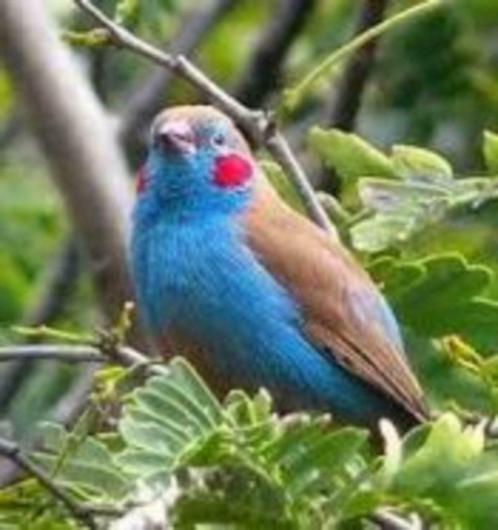 Chardonneret et faisan bleu, Animaux & Accessoires, Oiseaux | Oiseaux Autre, Oiseau tropical, Plusieurs animaux, Domestique, Bagué