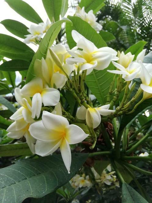 Plumeria  Rubra, Tuin en Terras, Planten | Tuinplanten, Vaste plant, Overige soorten, Volle zon, Zomer, Ophalen of Verzenden