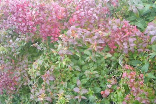 Diervilla bijenplant, Jardin & Terrasse, Plantes | Jardin, Été, Enlèvement