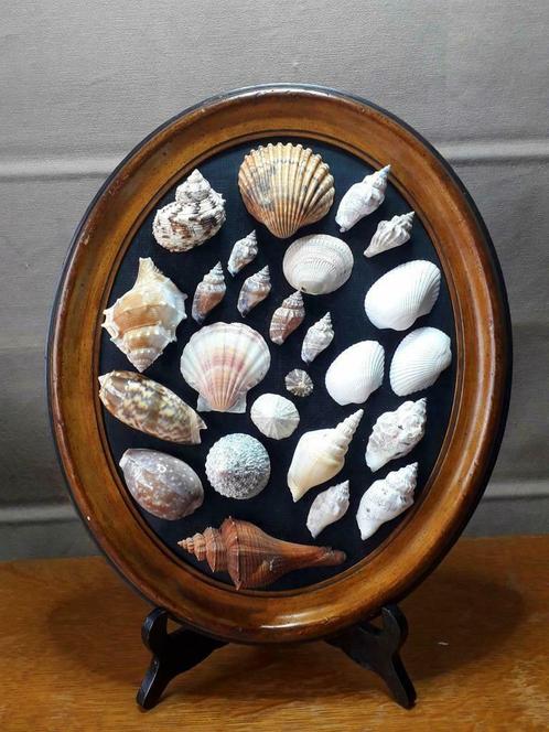 Marine - schelpen collage - In houten frame op statief, Verzamelen, Mineralen en Fossielen, Schelp(en), Ophalen of Verzenden