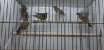 groenvinken, Dieren en Toebehoren, Meerdere dieren, Wildzangvogel, Geringd