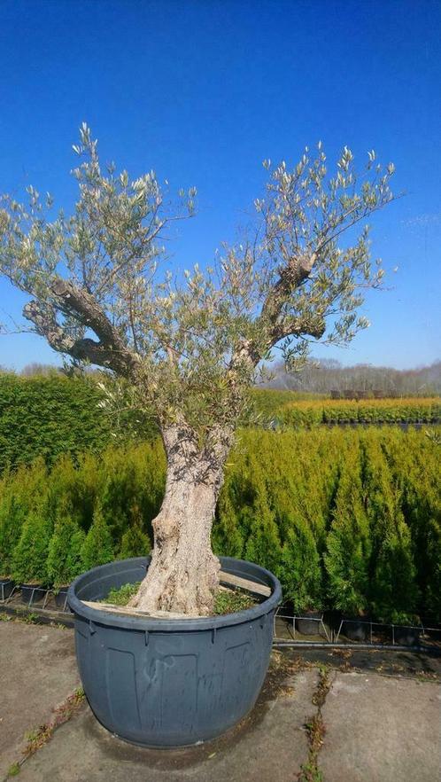 Olea Europea, zeer oude Olijfboom, Jardin & Terrasse, Plantes | Jardin, Enlèvement