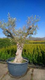 Olea Europea, zeer oude Olijfboom