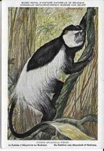 4 De Colobus van Abyssinië of Guêreza, Verzamelen, Postkaarten | Dieren, Verzenden, Wild dier