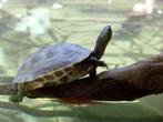 REEVECII EN OCADIA, Dieren en Toebehoren, Schildpad, Tam, 0 tot 2 jaar