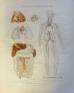 antieke gekleurde anatomische prent bloedsomloop mens, Envoi
