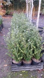 buxus vervanger  ilex  caroline, Ophalen, Zomer, Vaste plant, Volle zon