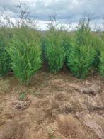 Conifeer/ Spar: Thuja Atrovirens of groene levensboom, Haag, Conifeer, Ophalen, 100 tot 250 cm