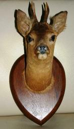 tete de chevreuil, Enlèvement, Utilisé