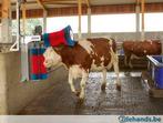 Koeborstel automatische borstels Agrodieren beste prijzen, Zakelijke goederen, Landbouw | Werktuigen, Ophalen of Verzenden, Veehouderij