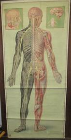 antieke levensgrote medische plaat spieren ingewanden skelet, Antiek en Kunst, Antiek | Schoolplaten, Natuur en Biologie, Verzenden