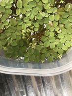 Aquarium Plante -Salvinia natans, Comme neuf, Plante(s), Pierre ou Bois