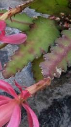 Cactus scheutje te koop gevraagd NOPALXOCHIA (EPIPHYLLUM)???, Jardin & Terrasse, Bulbes & Semences, Enlèvement