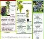 DRUIVENPLANTEN "REGENT" = LEKKERE BLAUWE DRUIVEN, 12 €/STUK, Tuin en Terras, Vaste plant, Fruitplanten, Ophalen of Verzenden, Lente