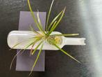 Matte glazen fles met opening voor bloem-plant als decoratie, Huis en Inrichting, Overige kleuren, Ophalen of Verzenden, Minder dan 50 cm