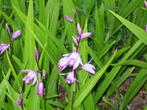 Orchidee Bletilla voor de tuin, Enlèvement, Hiver