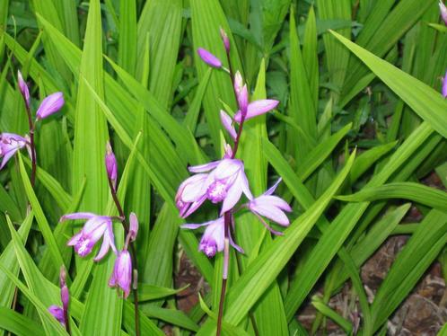 Orchidee Bletilla voor de tuin, Jardin & Terrasse, Plantes | Jardin, Hiver, Enlèvement
