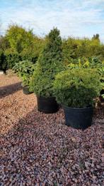 Bulbe d'if-cône d'if, Jardin & Terrasse, Plantes | Arbustes & Haies, Taxus, Enlèvement, Arbuste
