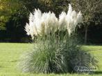 PAMPASGRAS   IN 12  LITERPOT WIT .ROOS.SILVER, Tuin en Terras, Planten | Tuinplanten, Ophalen, Zomer, Vaste plant, Volle zon