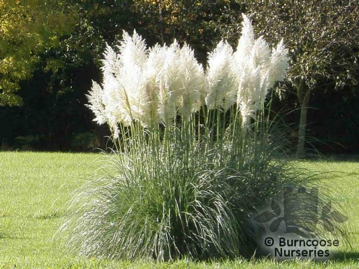 PAMPASGRAS   IN 12  LITERPOT WIT .ROOS.SILVER, Tuin en Terras, Planten | Tuinplanten, Vaste plant, Volle zon, Zomer, Ophalen