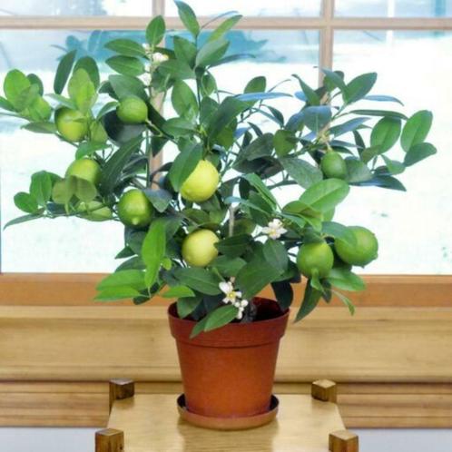 Limoen planten, geurende plant voor op balkon, terras, serre, Jardin & Terrasse, Plantes | Arbres fruitiers, Autres espèces, Moins de 100 cm