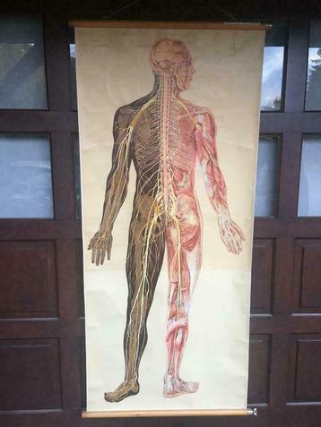 vintage schoolkaart  HET MENSELIJK LICHAAM 80 X 185, Antiek en Kunst, Ophalen