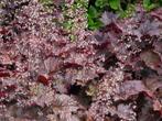 Heuchera micrantha  'Palace Purple', Jardin & Terrasse, Plein soleil, Enlèvement