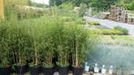 fragesia robusta   campbell    150  cm  hoog, Tuin en Terras, Planten | Tuinplanten, Zomer, Vaste plant, Siergrassen, Ophalen