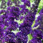 Buddleja 'Black Knight'   (prachtige vlinderstruik), Ophalen