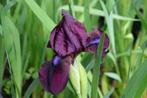 iris pumila bordeau, Tuin en Terras, Ophalen