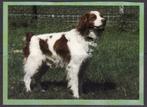 Hond 4, Verzamelen, Postkaarten | Dieren, Verzenden, Hond of Kat