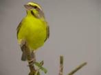 Yellow singer mozambiquesijs, Meerdere dieren, Geringd, Tropenvogel