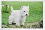 Hond 5, Verzamelen, Postkaarten | Dieren, Verzenden, Hond of Kat