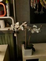 Namaak orchidee (kunstplant), Maison & Meubles, Plantes d'intérieur, Enlèvement