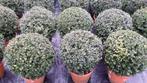 ilex   bollen  25 cm en  40  cm, Tuin en Terras, Vaste plant, Overige soorten, Ophalen, Bloeit niet