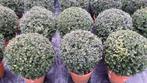 ilex   bollen  25 cm en  40  cm, Tuin en Terras, Volle zon, Vaste plant, Bloeit niet, Ophalen