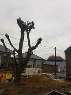 Vellen , snoeien sparren, bomen, Diensten en Vakmensen, Tuinmannen en Stratenmakers