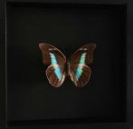 Papillon Prepona Antimache Femelle du Mexique naturalisé, Antiquités & Art, Curiosités & Brocante, Enlèvement ou Envoi