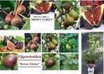VIJGEN PLANTEN BROWN TURKEY, 15€/stuk , Verzenden mogelijk