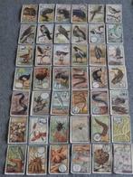 Chromo's Kwatta "Zoologie"42st, Verzamelen, Foto's en Prenten, Gebruikt, Ophalen of Verzenden, 1940 tot 1960, Dier