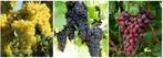 RAISINS : PLUSIEURS SORTES BLANCS et BLEUS  1M=12€/pc, Jardin & Terrasse, Plantes | Jardin, Plein soleil, Enlèvement ou Envoi