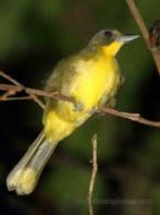 Diverse Buulbuuls, Dieren en Toebehoren, Meerdere dieren, Tropenvogel, Geringd